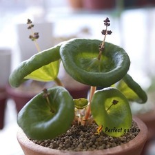 100 Semi Crassula Umbella