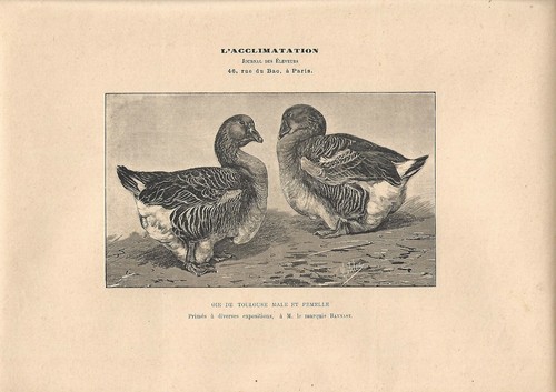 Stampa antica oca tolosa - stampa,
