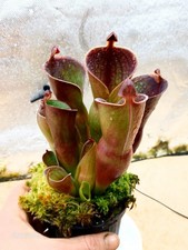 Heliamphora minor var.pilosa x