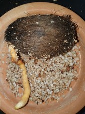 Borassodendron borneense, 1