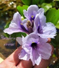 2 Piante Pontederia Eichhornia Azurea Giacinto Laghetto Ossigenante