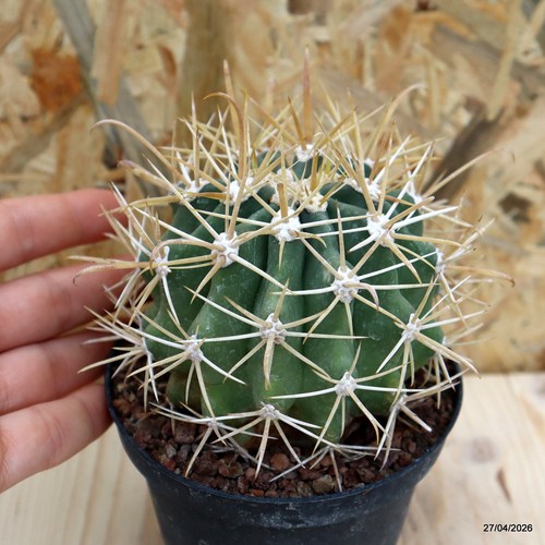 Ferocactus chrysacanthus vaso - ferocactus,
