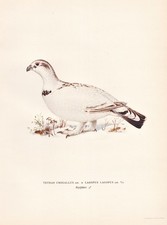 Gallo Cedrone X Piviere Delle