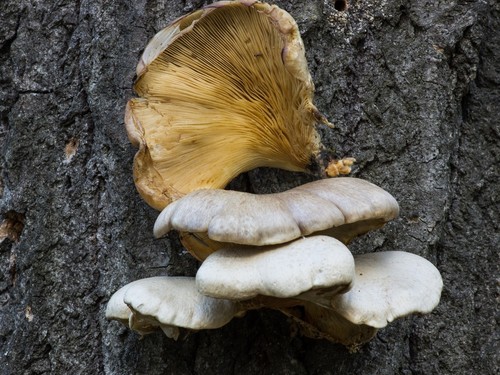 Pleurotus calyptratus micelio