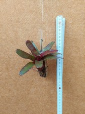 Neoregelia Atlantis, ibrido