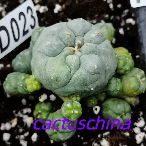 Ariocarpus copiapoa - !-----, ariocarpus--copiapoa