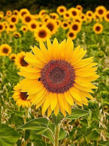 Semi girasole - 30,