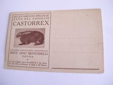 Pistoia - Dott. Gino Montanelli allevamento coniglio castorrex - non sped f. p. 