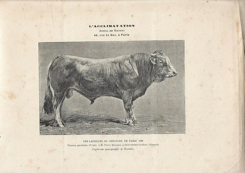 Stampa antica toro - antica,