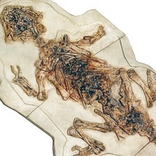 PSITTACOSAURUS dinosaur