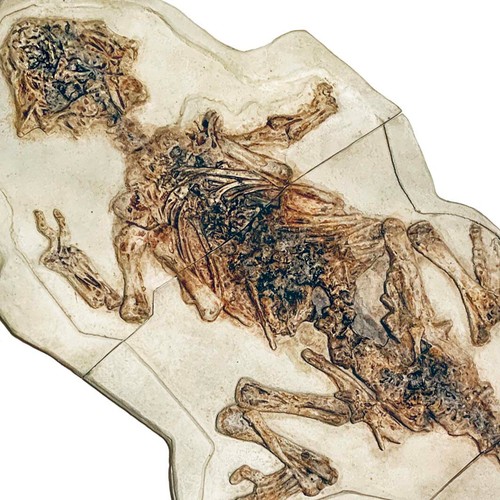 Psittacosaurus dinosaur - psittacosaurus,