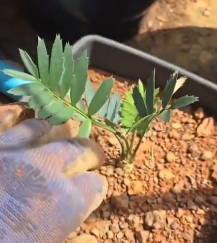 Raro encephalartos trispinosus - raro,