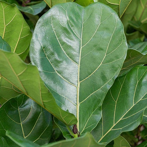 Pianta ficus lyrata 17cm - ficus,