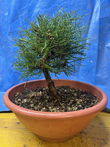 Bonsai pino mugo - bonsai,