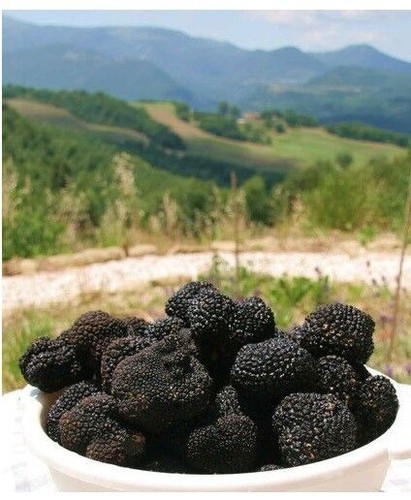 Nero tartufo tubero - nero,