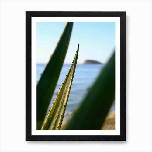Agave con vista - mare, //