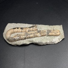 Polyptychoceras haradanum