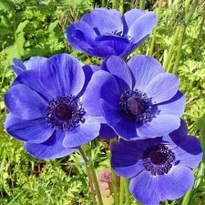 Graziosi Bulbi da Fiori