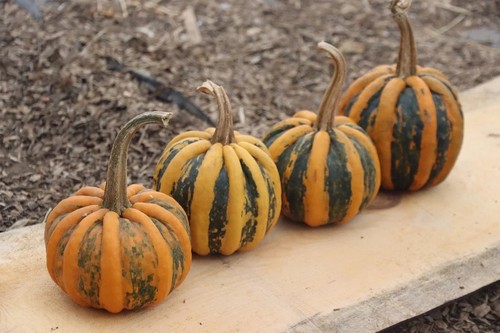 Zucca estiva kamo - kamo,