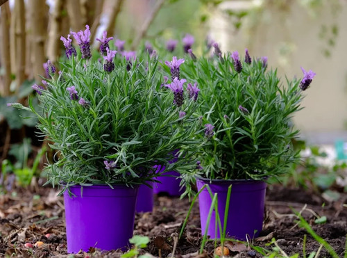 Lavanda lavandula - lavanda, "lavandula