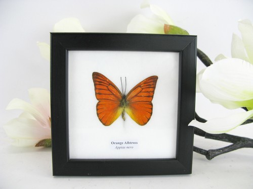 Arancione astross vera - arancione,