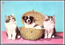 Carini gattini cuccioli cesto
