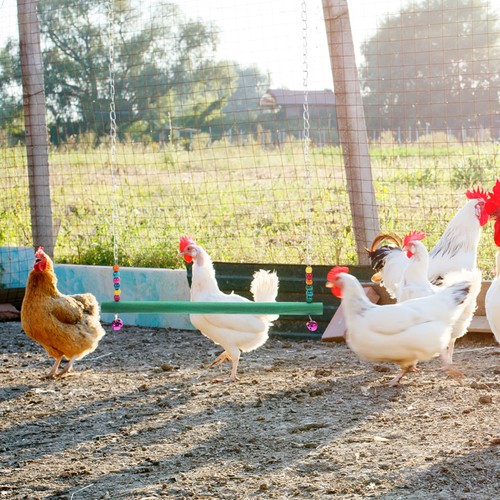 Gallo ferro legno - ferro, in