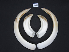 Wild boar tusks (no. 1444)