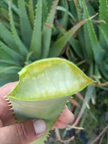 Foglie fresche aloe - fresche,