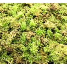 SFAGNO VIVO  70 Gr. Piante