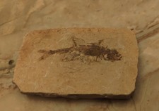 FOSSILE  DI PESCE RUFFOICHTHYS 242 MILIONI DI ANNI FA