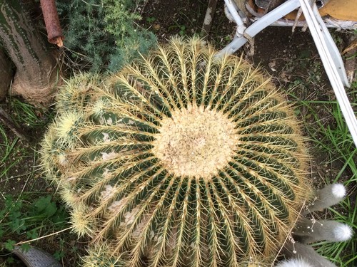 Cactus grandi echinocactus - cactus, :
