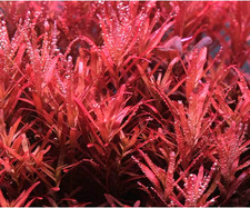 pianta piante vive vere per acquari acquario dolce rosso principiante intermedio