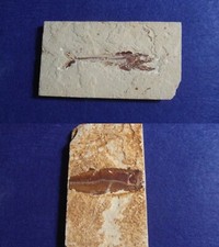 PESCE FOSSILE EURYPHOLIS