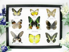 9 Farfalle splendidamente