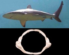 Mascella Bocca Squalo Bruno