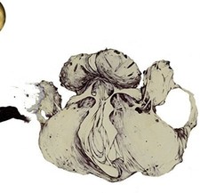 Coil - Ape Of Naples [New
