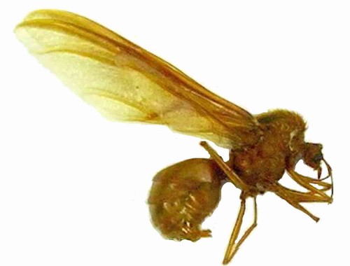 Atta laevigata formica regina - laevigata,