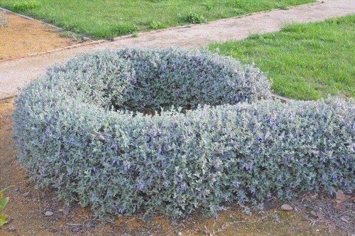 Pianta teucrium fruticans - teucrium,