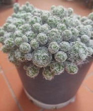 Talee di mammillaria - 🏜️,