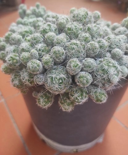 Talee di mammillaria - 5,