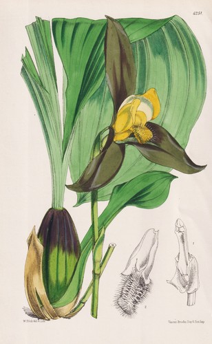 Lycaste lasioglossa guatemala - lasioglossa,