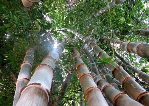 Semi bambu - 10, "