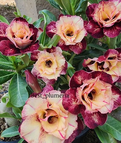 Adenium obesum desert rose - obesum, "