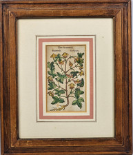 Xilografia Antica Originale 15001600 Botanica Cotone Erbario Lonicer in Cornice