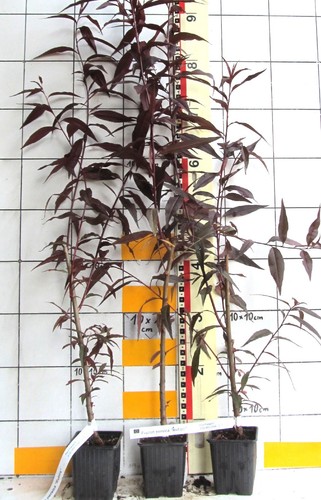 Prunus persica rubira pesca - "rubira",,