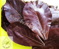 Foglie di Mandorlo Indiano