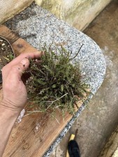 Bonsai Timo Macchia