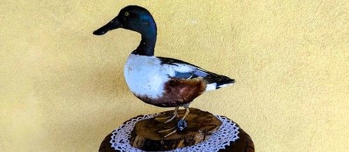 Trofeo caccia esemplare - trofeo,