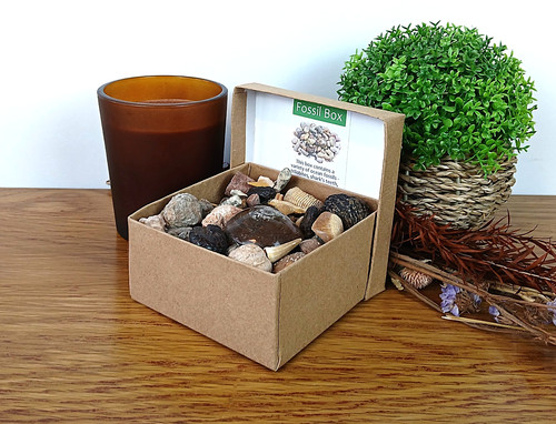 Large fossil box - large,